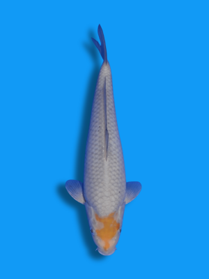 Ochiba Shigure | Koi&Co.